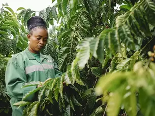 Nestlé research finds robusta coffee mix boosts yields by 86% in Côte d’Ivoire