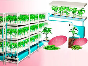 Researchers achieve world-first indoor cultivation breakthrough for edamame