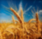 shutterstock_65943406