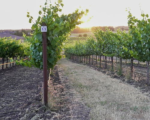Golden-hour sun over the vine rows at Adkins Family Vineyards in Wilton
