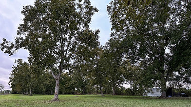 trees.jpg
