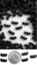 Mini Bat Sprinkles, SAMPLE SIZE (80-90 pieces)