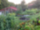 Padma Samye Ling organic garden in August 2025