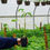 Thumbnail: Tomato Plants