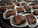 Sweet Potato Brownies