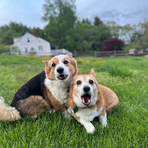 two corgi dogs on grass in front of White House