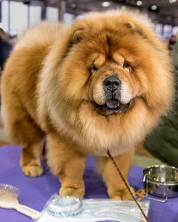 Chow Chow