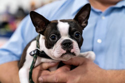 Boston Terrier