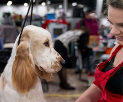 English Cocker Spaniel