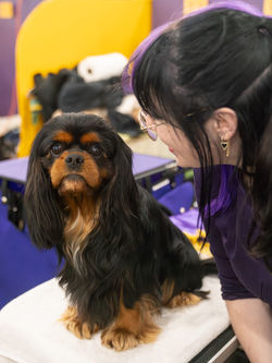 cavalier king charles spaniel