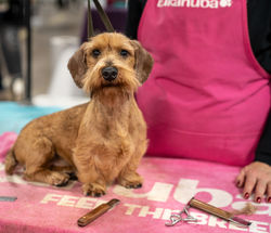 Wirehaired Dachshund