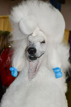 Standard Poodle