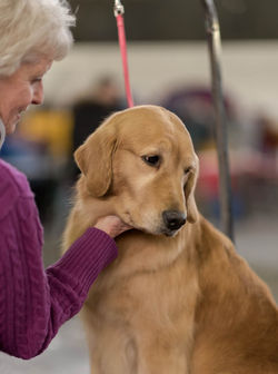 Golden Retriever
