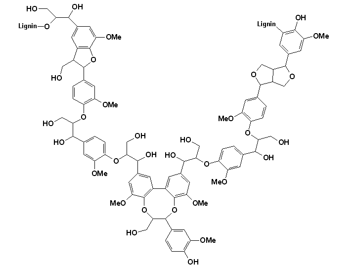 The Lignin Molecular Structure
