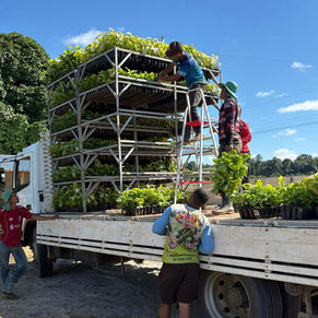 Prefeitura de Cruzeiro do Sul entrega mais de 39 mil mudas de café e fortalece agricultura familiar