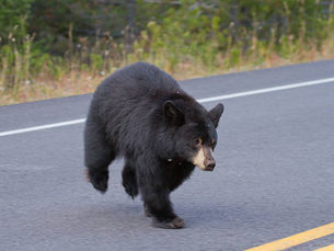 Life Can Be a Bear- Or a Collision with One: Lessons from the Pavement
