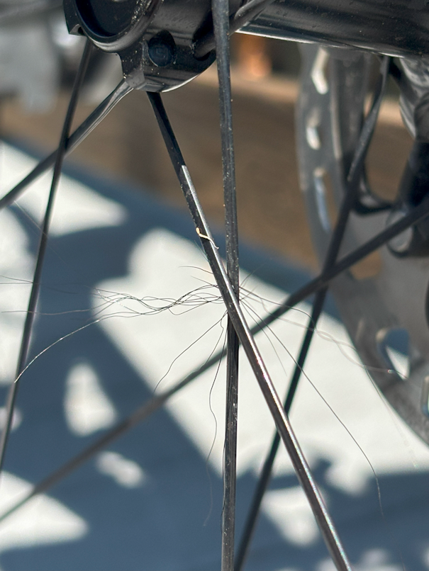 close up view of a bicycle wheel spokes with black wiry hair stuck between them