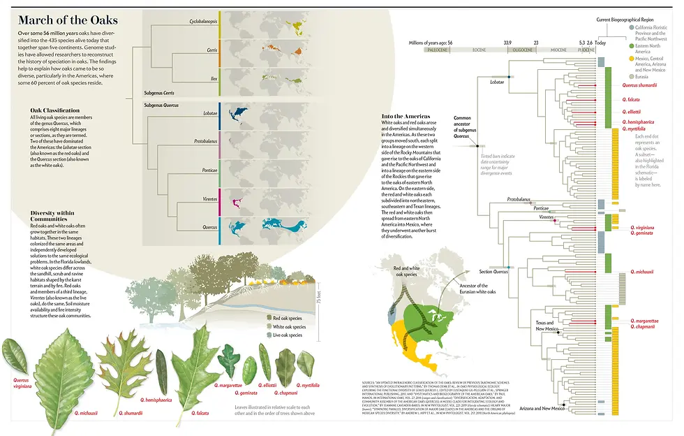 oak evolution and migration