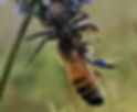 blue bee-balls, blue pollen baskets, natural coalescence, spider eating a bee