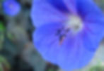 blue geranium flower with dark blue anthers about to open