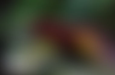 My World of Animals: Extreme #14