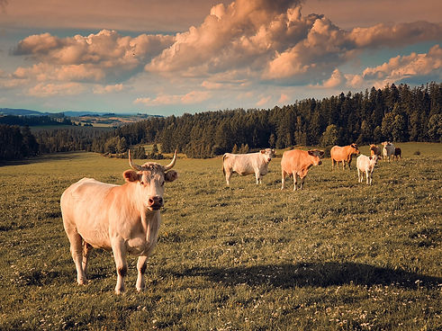 cows-on-pasture-1568361294v56.jpg
