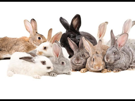 รวมน้องกระต่าย พันธุ์ยอดนิยม และการเลี้ยงดู