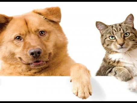 โรคร้าย ที่เสี่ยงเกิดในหมาและแมว