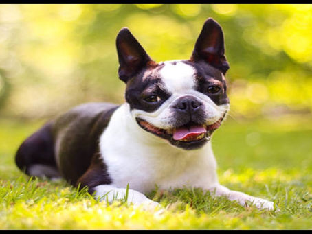 มารู้จัก น้องหมาสายพันธุ์ บอสตันเทอร์เรีย กันเถอะ