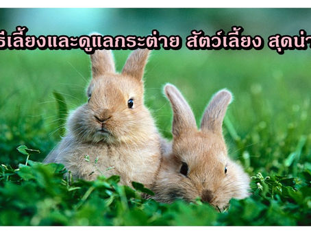เคล็ดลับการดูแลสัตว์เลี้ยงอย่างกระต่าย