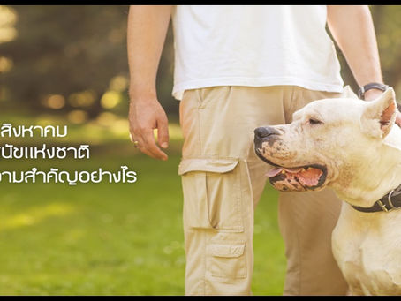 วันสุนัขโลก 26 สิงหาคม มีความสำคัญอย่างไร