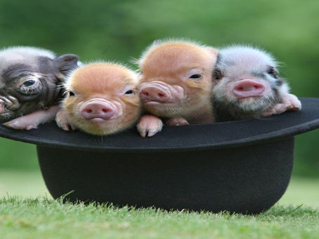 มาทำความรู้จัก สัตว์เลี้ยง ตัวอ้วนและความน่ารักของ หมูแคระ กันเถอะ