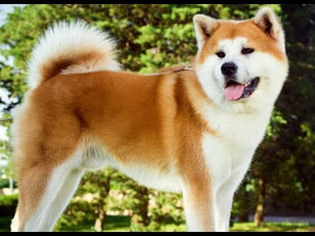 มาทำความรู้จัก น้องหมาพันธุ์ อะกิตะ อินุ จากญี่ปุ่น