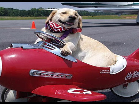 จะนำสัตว์เลี้ยงขึ้นเครื่องบิน ต้องปฏิบัติอย่างไร