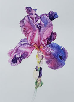 German Bearded Iris. Alison