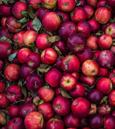 Apple Harvest