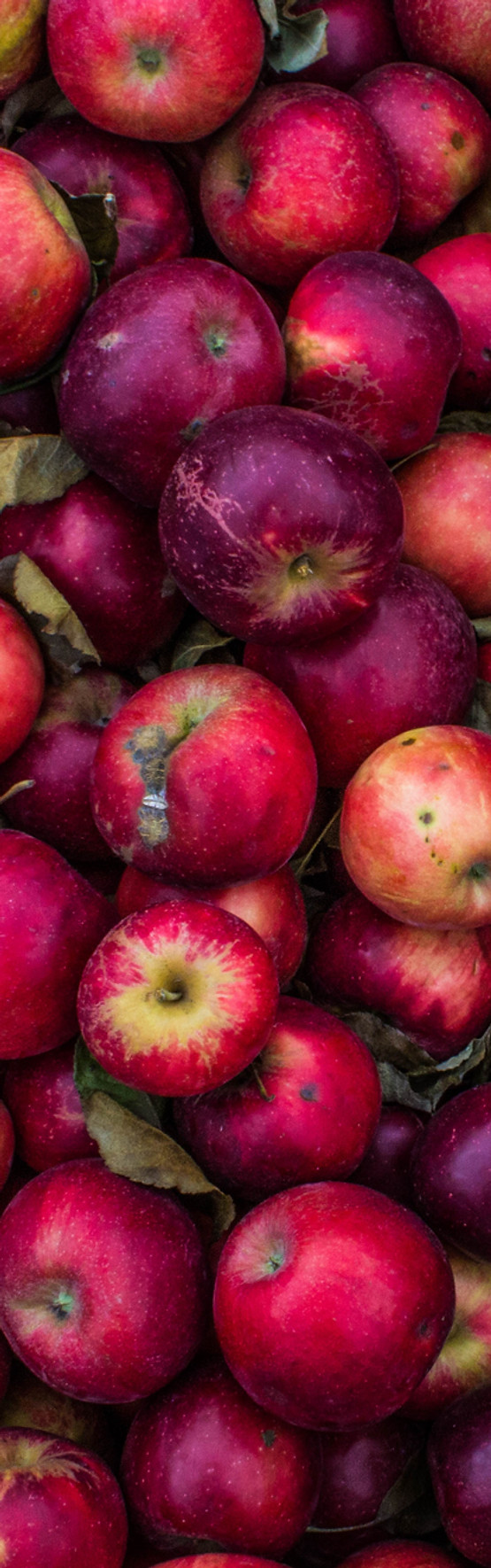 Colheita de apple