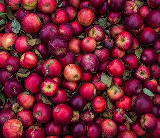 apple récolte