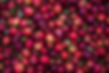Apple Harvest
