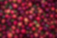 Apple Harvest-