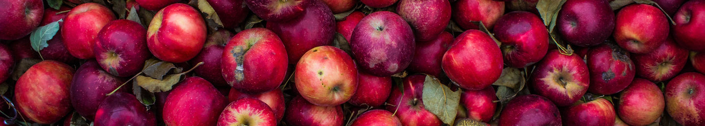Apple Harvest
