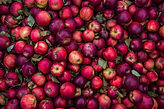 Apple Harvest