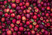 Apple Harvest