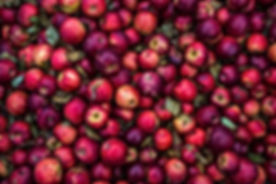 Apple Harvest