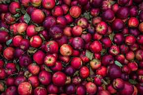 Apple Harvest for Cider Making