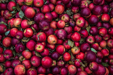 apple récolte