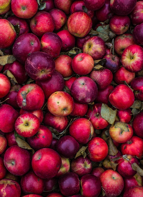 Apple Harvest