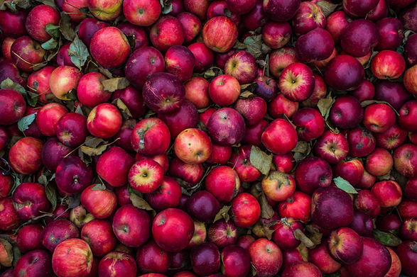 Apple Harvest
