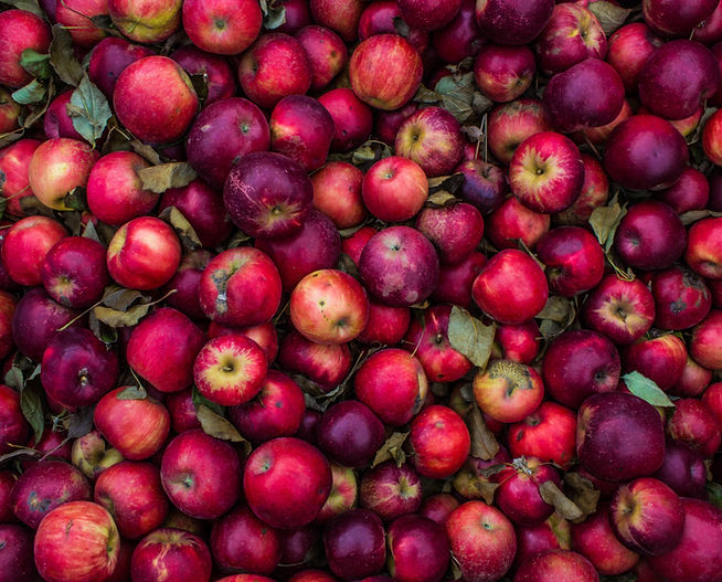 Apple Harvest