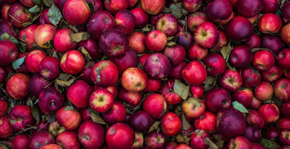 Apple Harvest